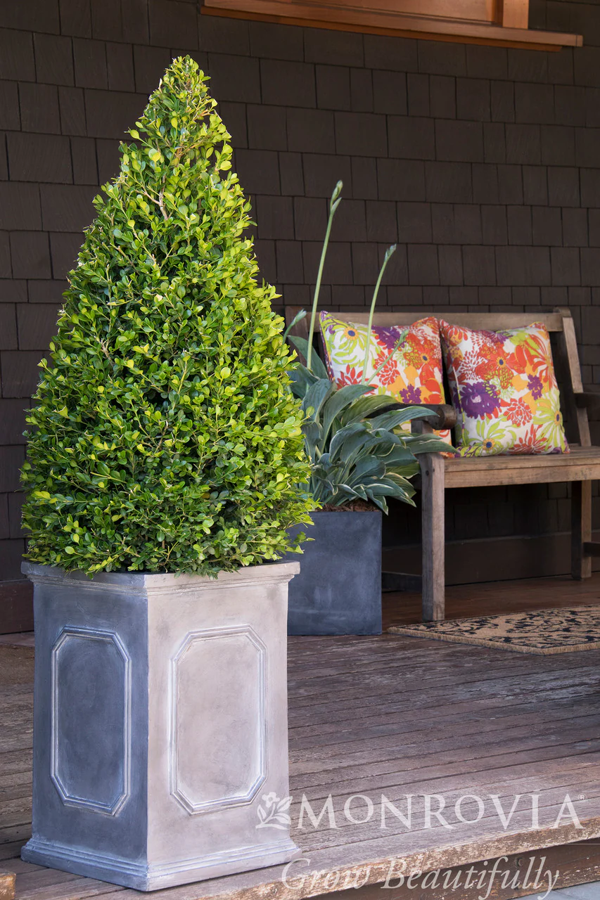 Winter Gem Boxwood - Monrovia - Image 5