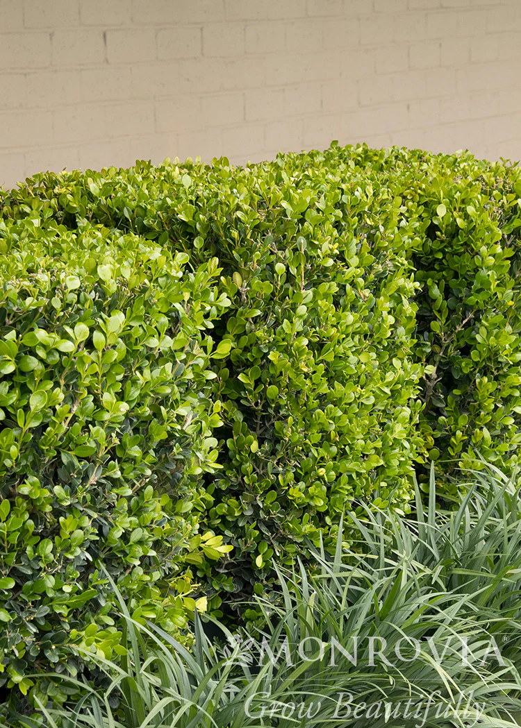 Winter Gem Boxwood - Monrovia - Image 6