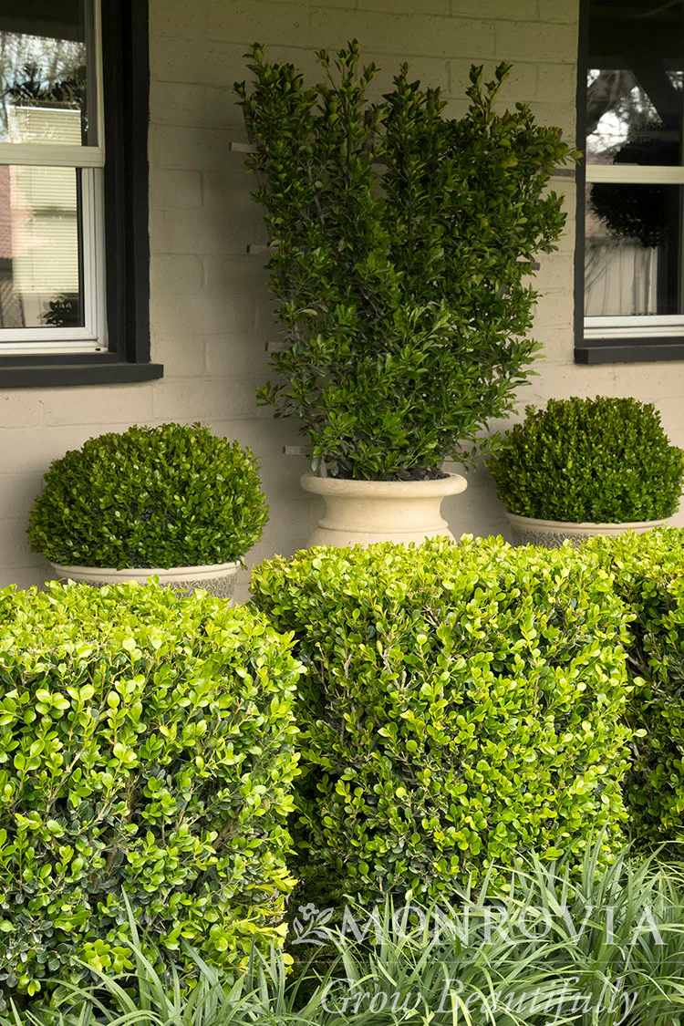 Winter Gem Boxwood - Monrovia - Image 7