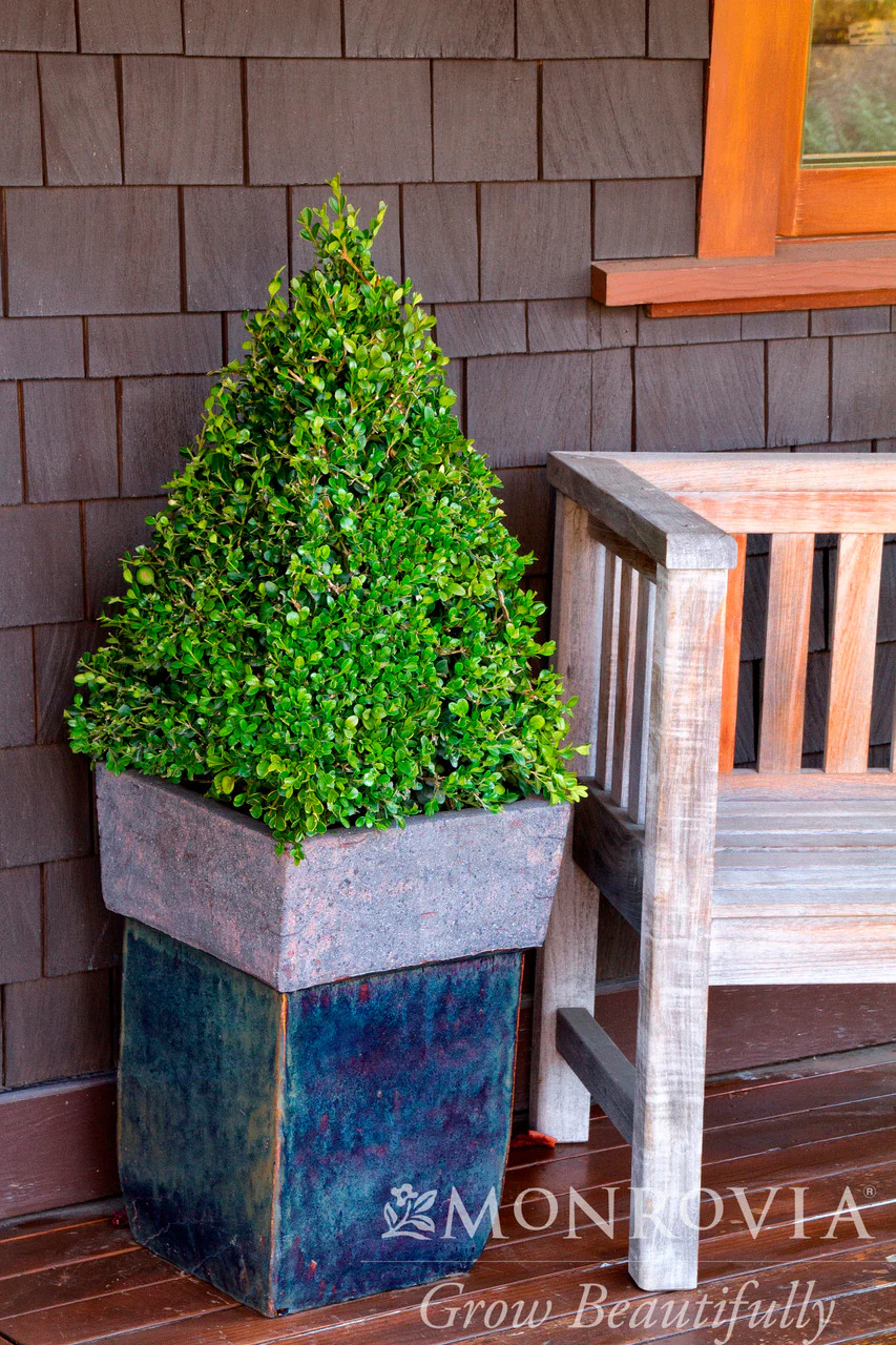 Winter Gem Boxwood - Monrovia - Image 8