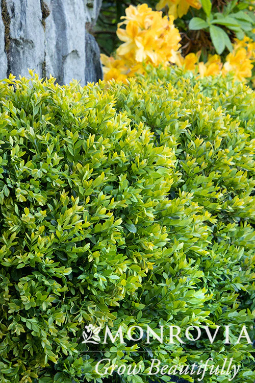 Chicagoland Green® Boxwood - Monrovia