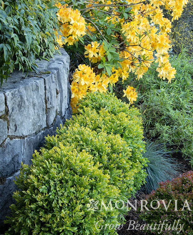 Chicagoland Green® Boxwood - Monrovia - Image 2