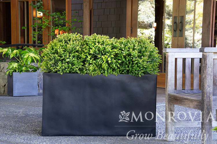 Chicagoland Green® Boxwood - Monrovia - Image 3