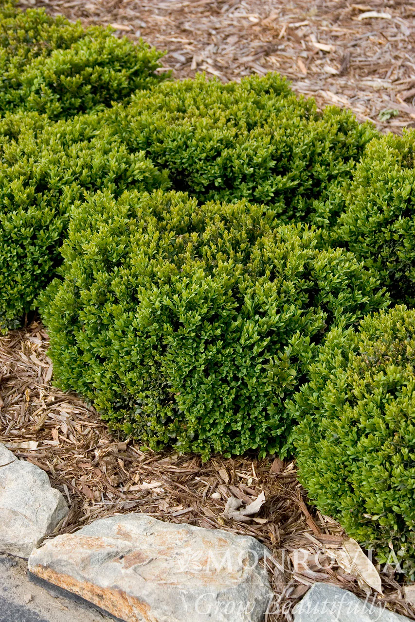 Green Velvet Boxwood - Monrovia