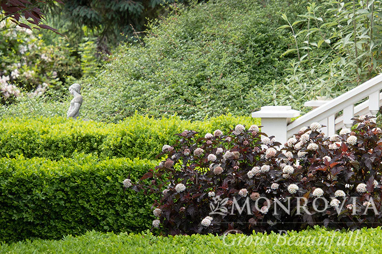 Green Velvet Boxwood - Monrovia - Image 2