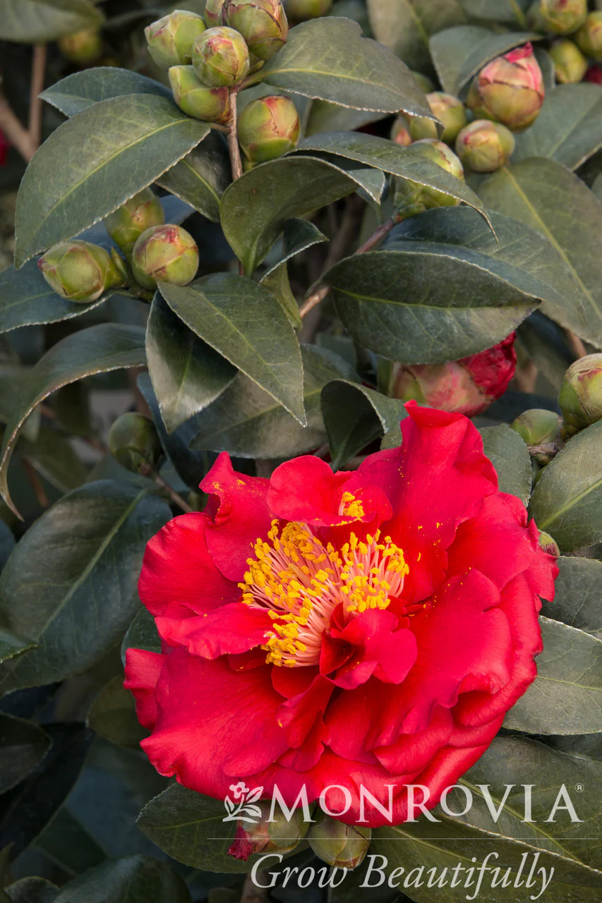 Bob Hope Camellia - Monrovia - Image 2