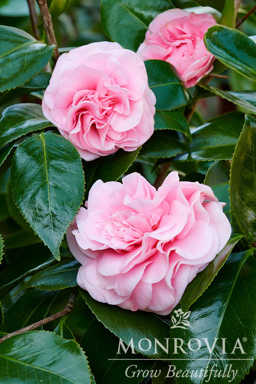 Debutante Camellia - Monrovia