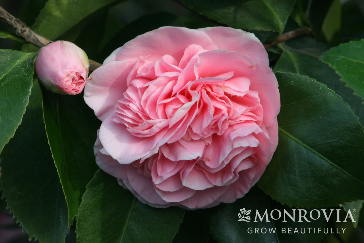 Debutante Camellia - Monrovia - Image 3