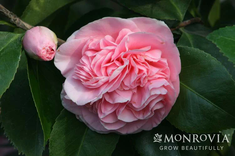 Debutante Camellia - Monrovia - Image 4
