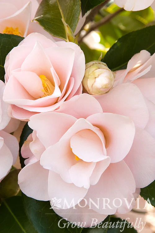 Magnoliaeflora Camellia - Monrovia - Image 2