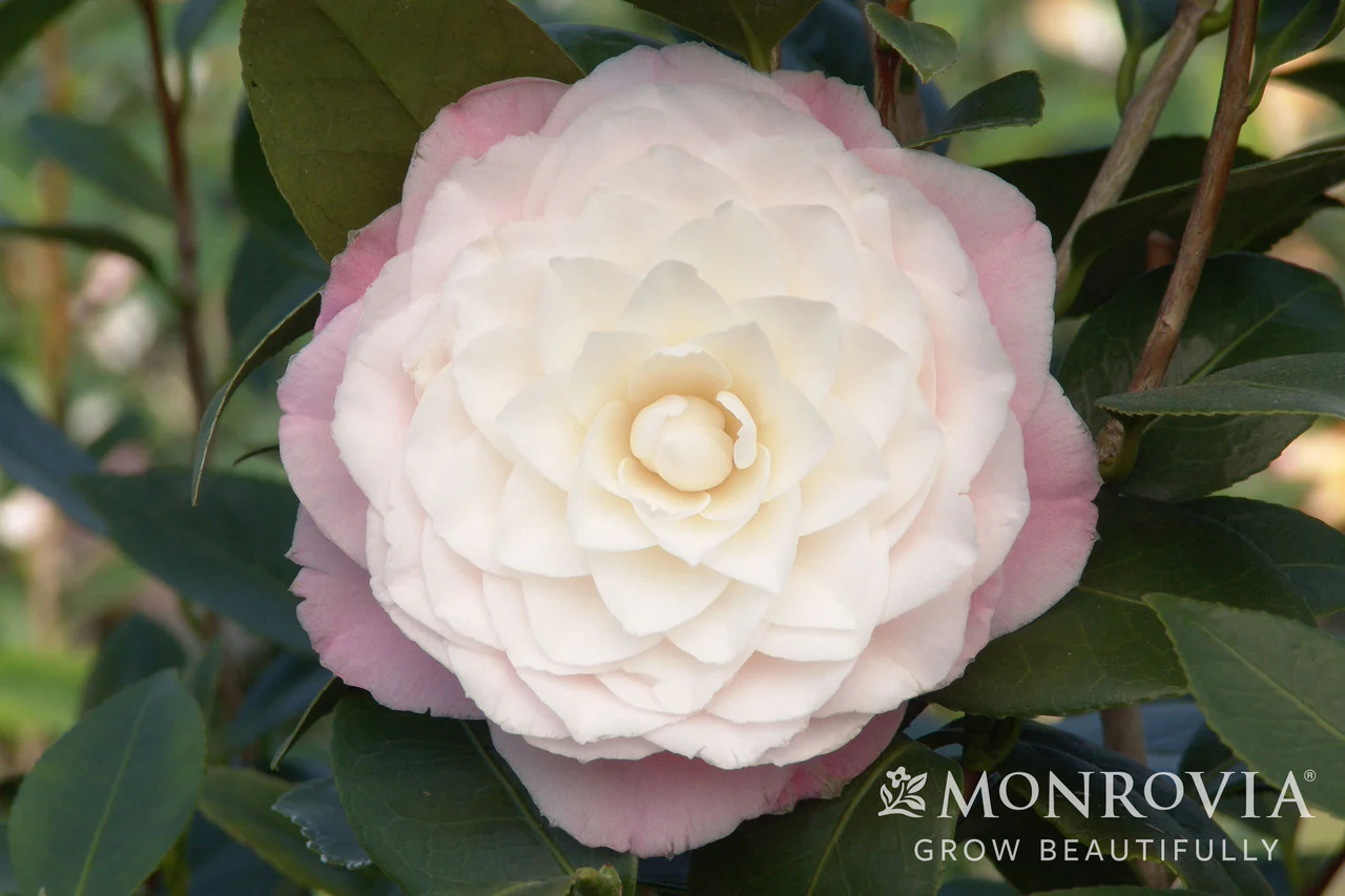 Nuccio's Pearl Camellia - Monrovia