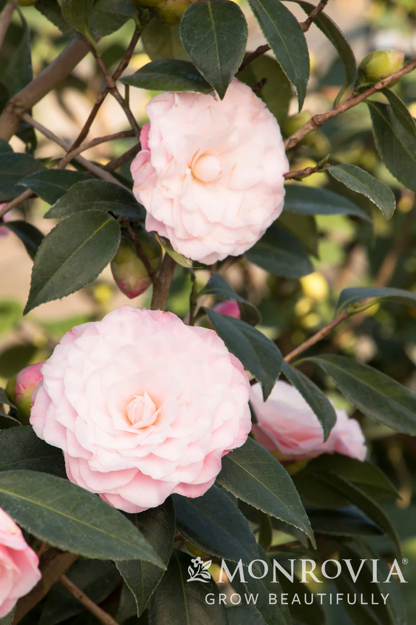 Nuccio's Pearl Camellia - Monrovia - Image 2