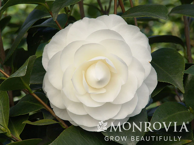 Nuccio's Gem Camellia - Monrovia