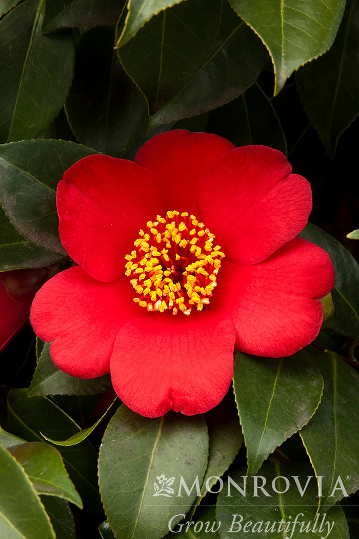 Spring's Promise Ice Angels® Camellia - Monrovia