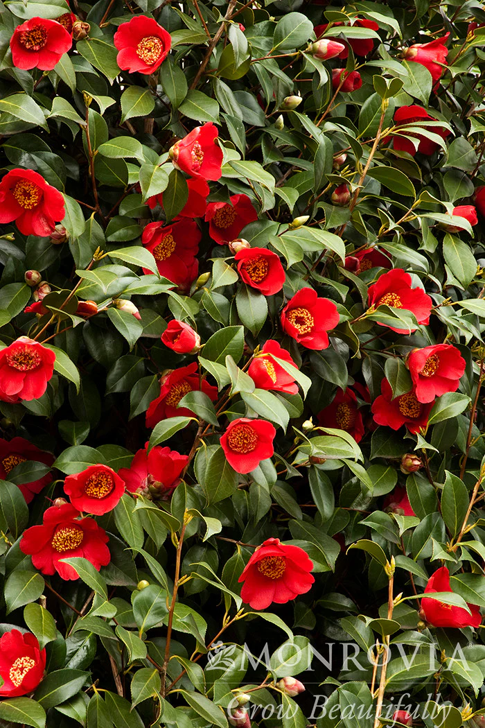 Spring's Promise Ice Angels® Camellia - Monrovia - Image 2