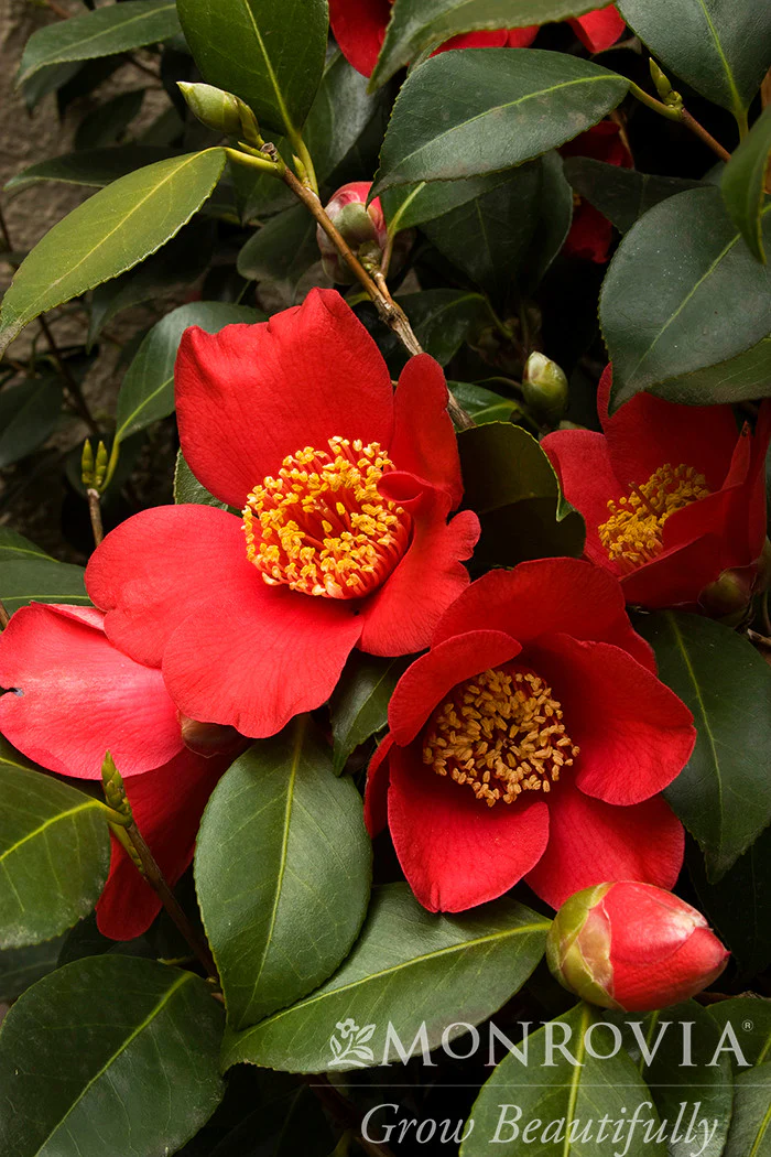 Spring's Promise Ice Angels® Camellia - Monrovia - Image 3