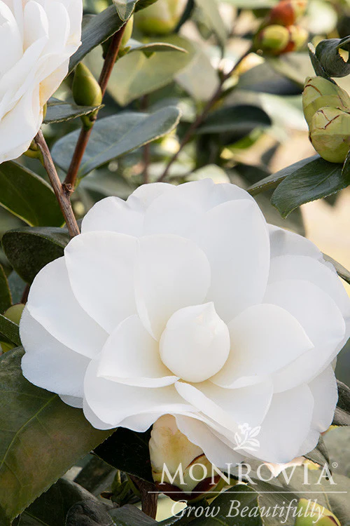 Swan Lake™ Camellia - Monrovia