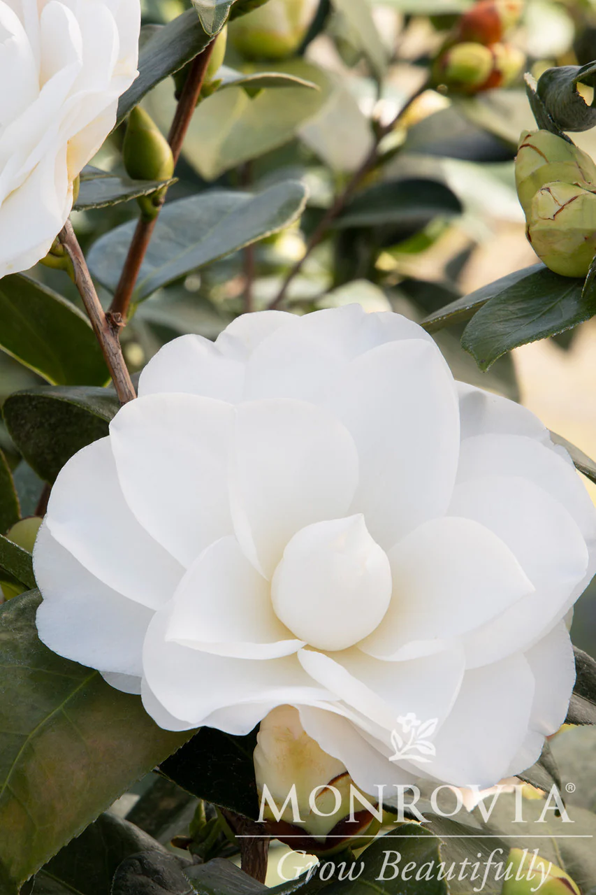 Swan Lake™ Camellia - Monrovia - Image 2
