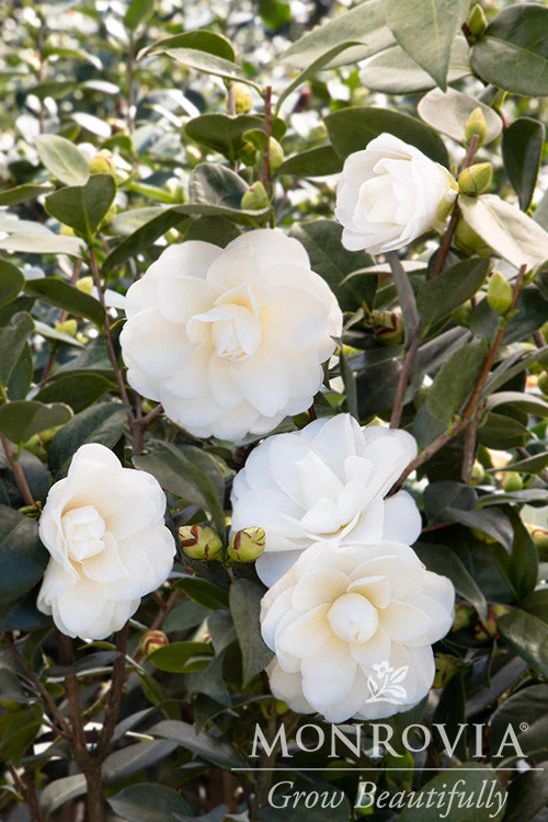 Swan Lake™ Camellia - Monrovia - Image 3