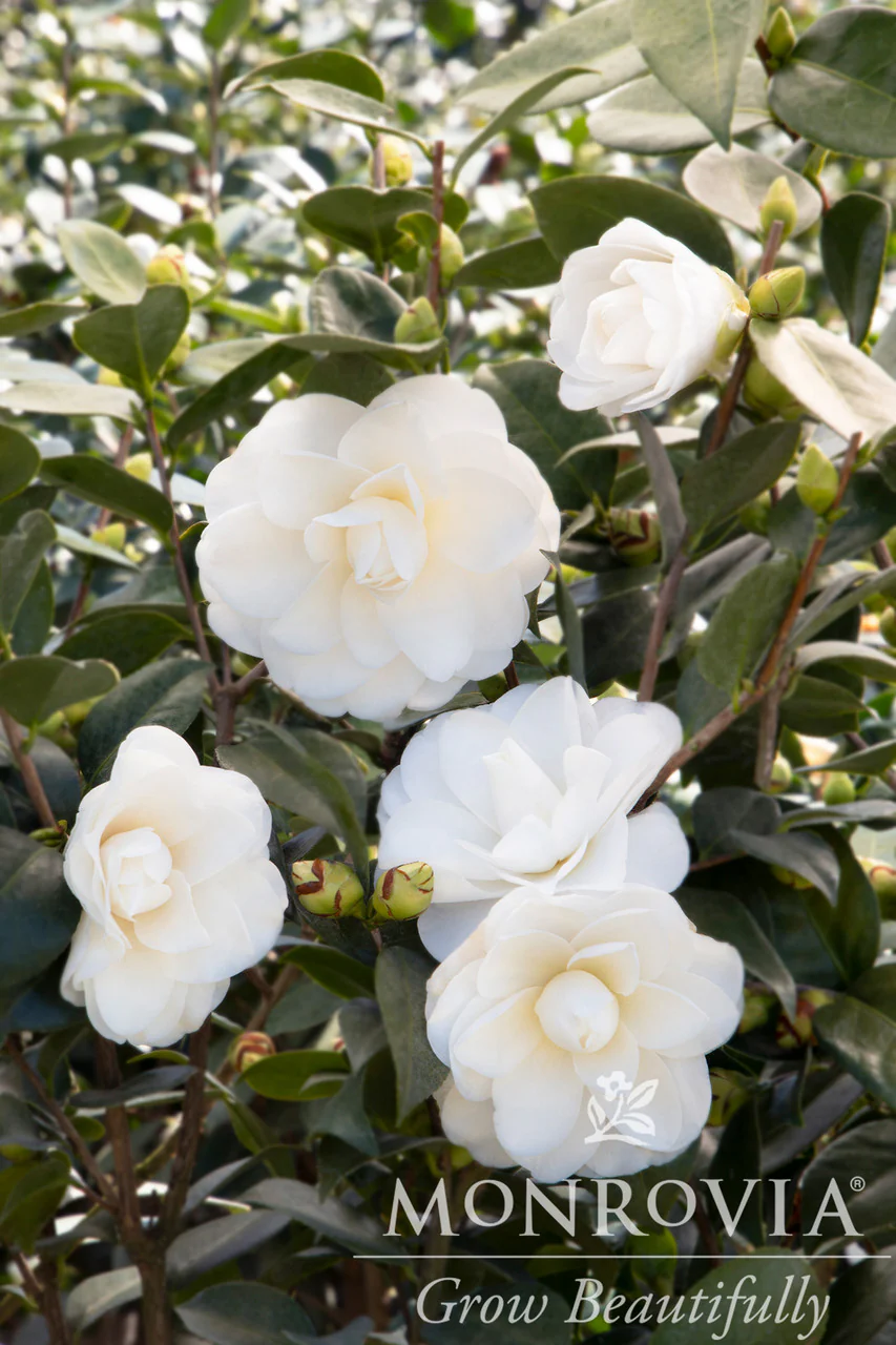 Swan Lake™ Camellia - Monrovia - Image 4