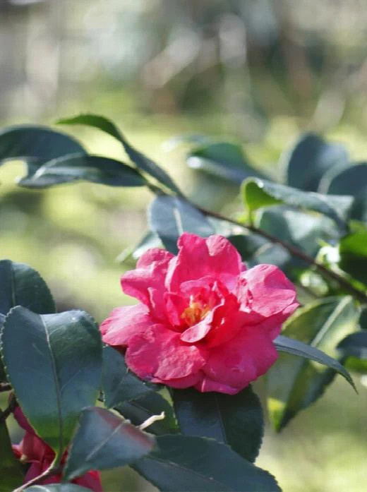 Bonanza Camellia - Monrovia - Image 2