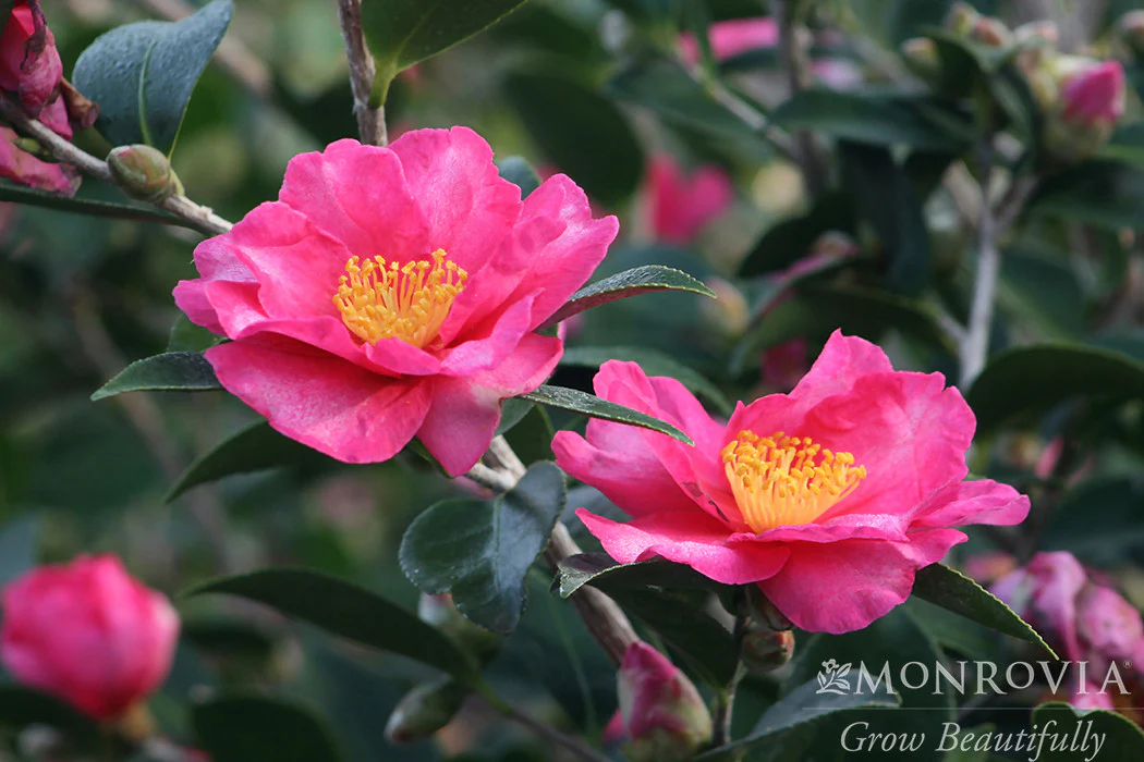 Kanjiro Camellia - Monrovia