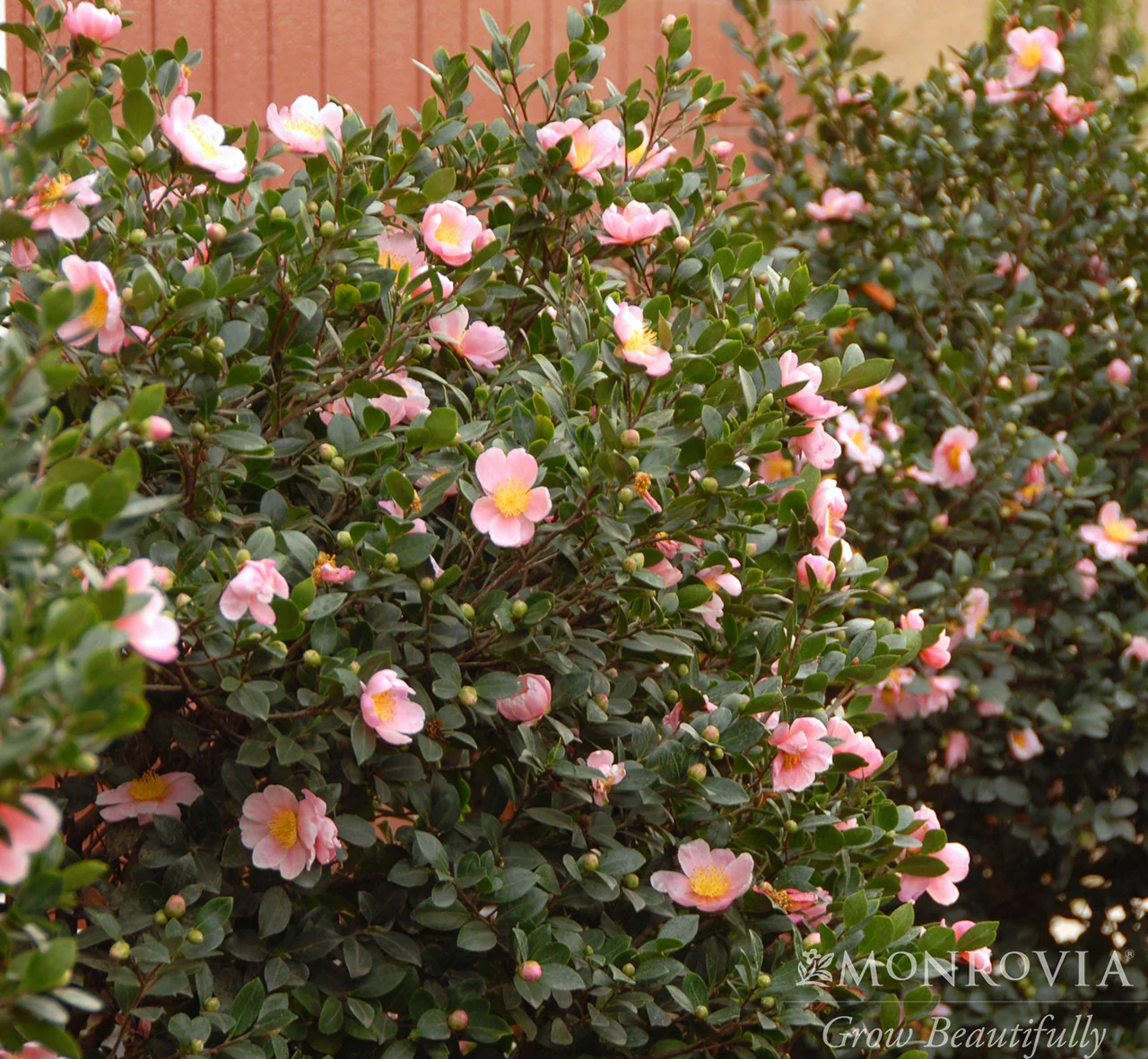 Pink-A-Boo® Camellia - Monrovia - Image 3