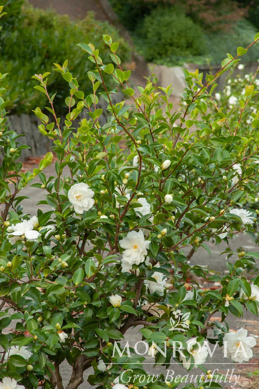 White Doves Camellia - Monrovia - Image 2