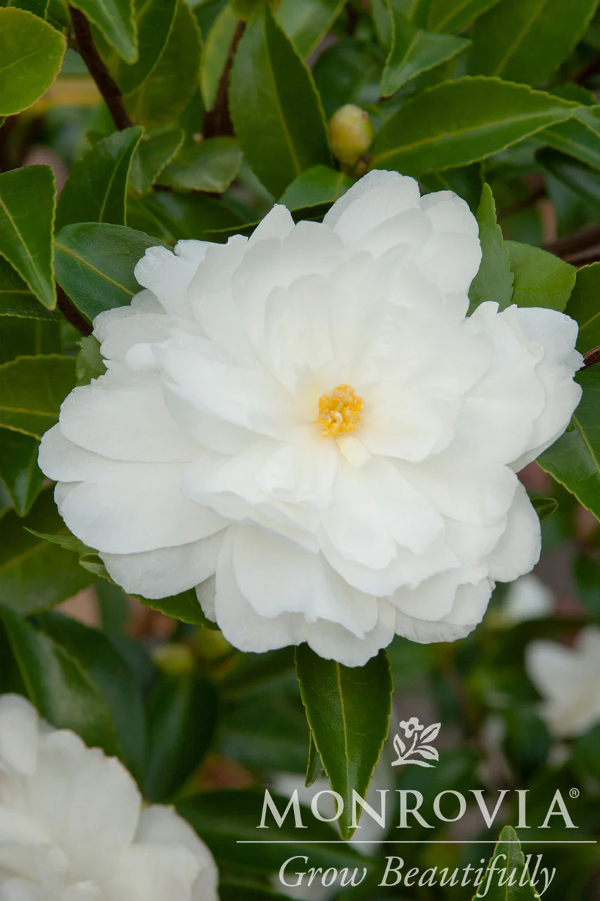 White Doves Camellia - Monrovia - Image 4