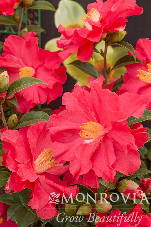 Coral Delight Camellia - Monrovia