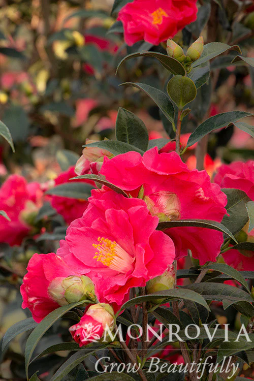 Coral Delight Camellia - Monrovia - Image 3