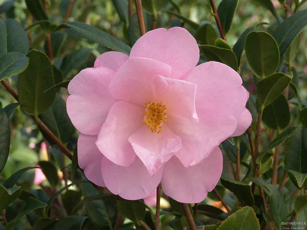 Taylor's Perfection Camellia - Monrovia