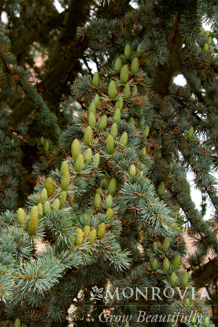 Blue Atlas Cedar - Monrovia - Image 2
