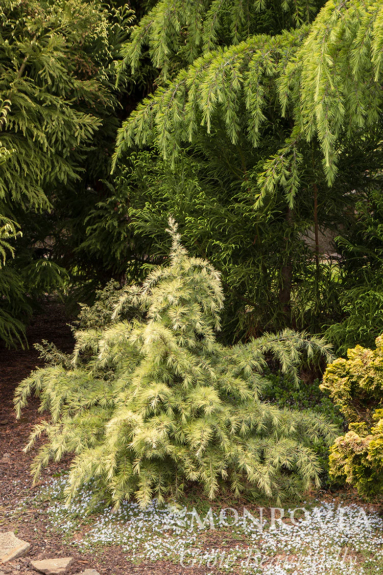 Feelin' Sunny® Deodar Cedar - Monrovia - Image 3