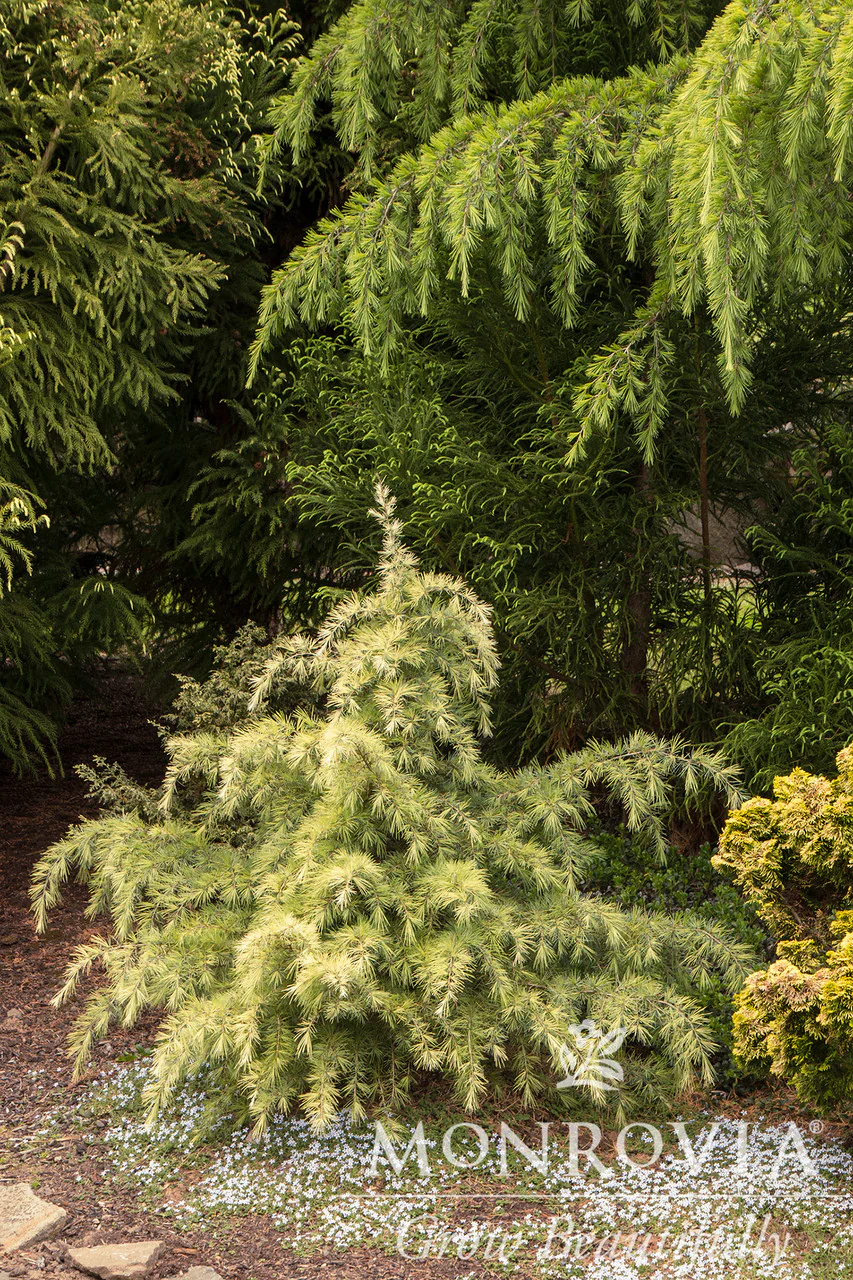 Feelin' Sunny® Deodar Cedar - Monrovia - Image 4