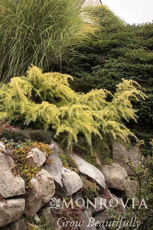 Feelin' Sunny® Deodar Cedar - Monrovia - Image 5