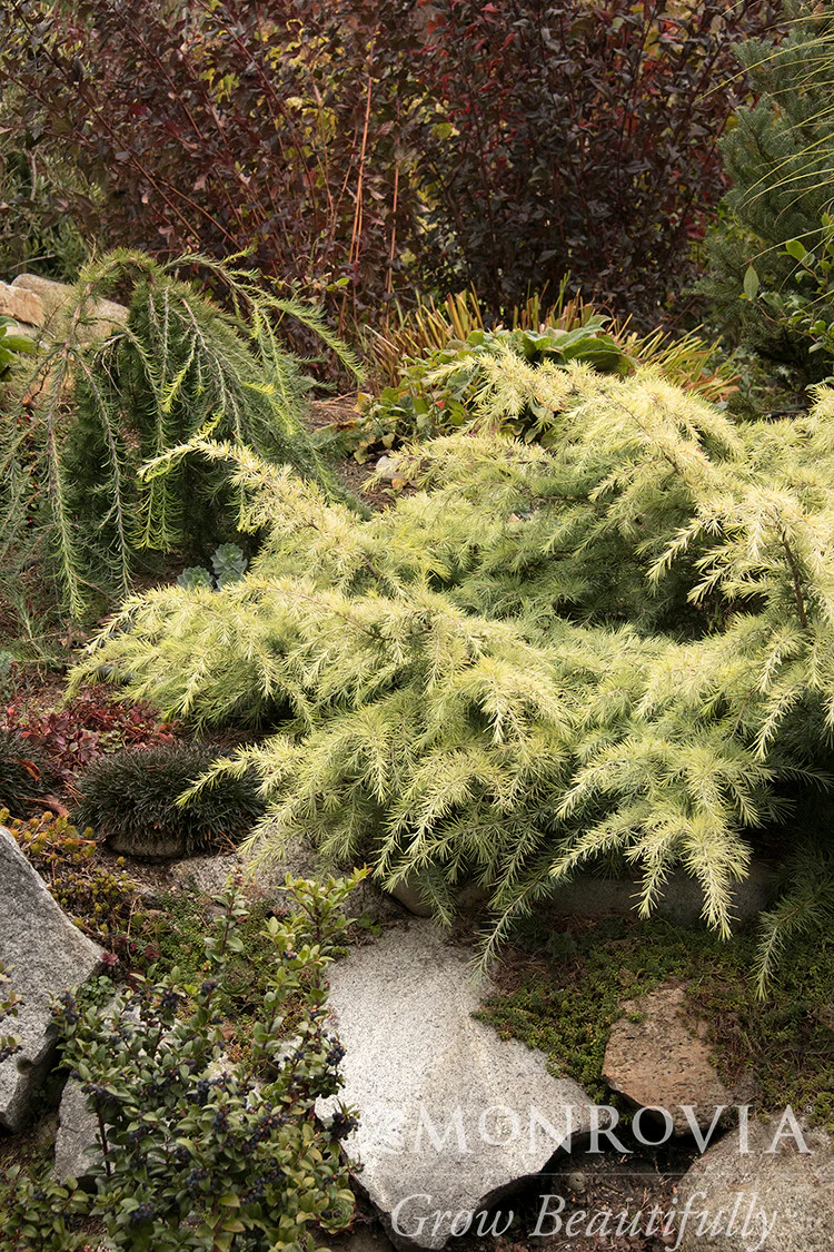 Feelin' Sunny® Deodar Cedar - Monrovia - Image 6