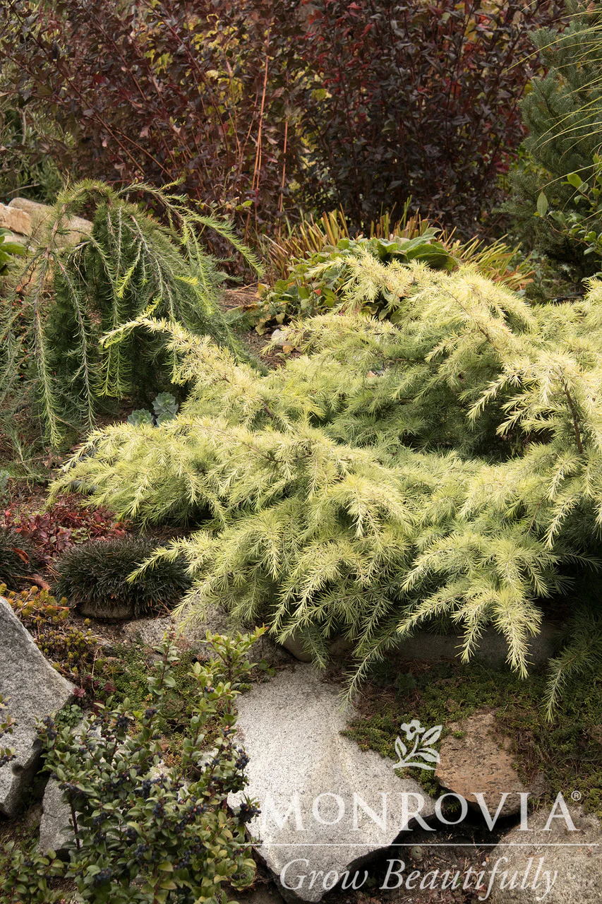 Feelin' Sunny® Deodar Cedar - Monrovia - Image 7