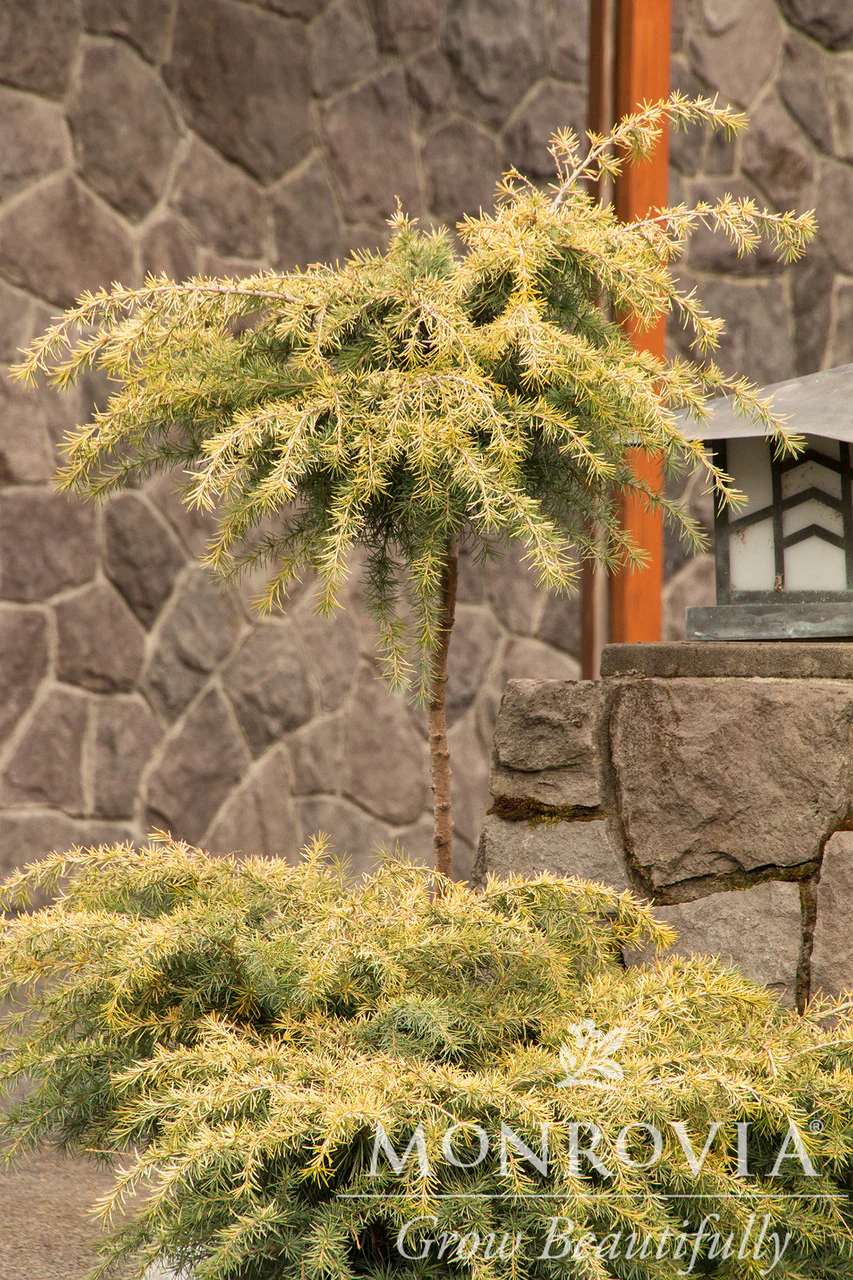 Feelin' Sunny® Deodar Cedar - Monrovia - Image 8