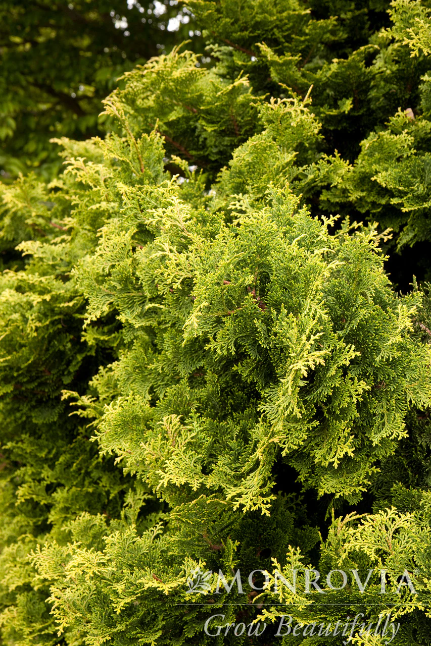 Tempelhof Cypress - Monrovia - Image 3