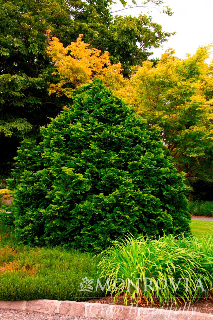 Tempelhof Cypress - Monrovia - Image 4