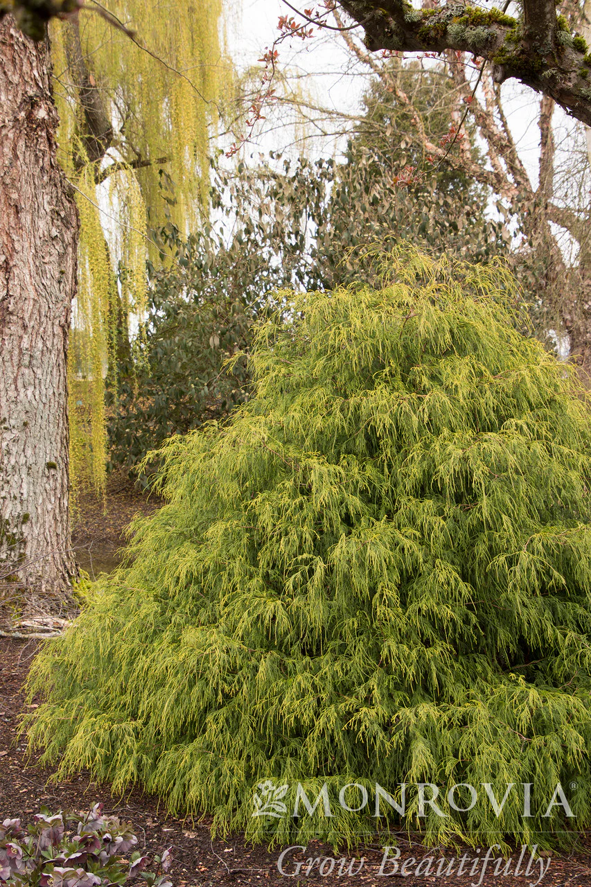 Golden Charm Thread-Branch Cypress - Monrovia