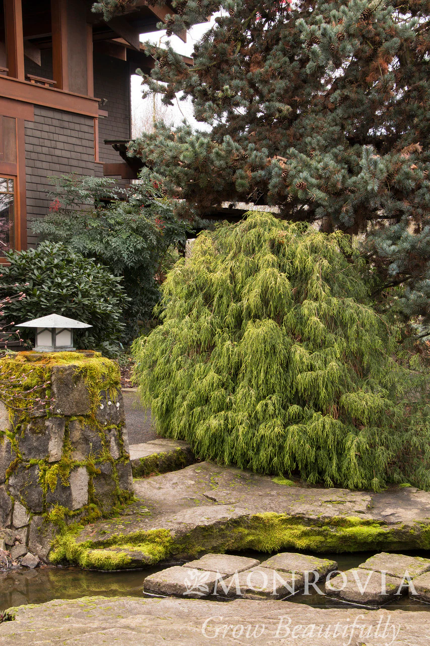 Golden Charm Thread-Branch Cypress - Monrovia - Image 2
