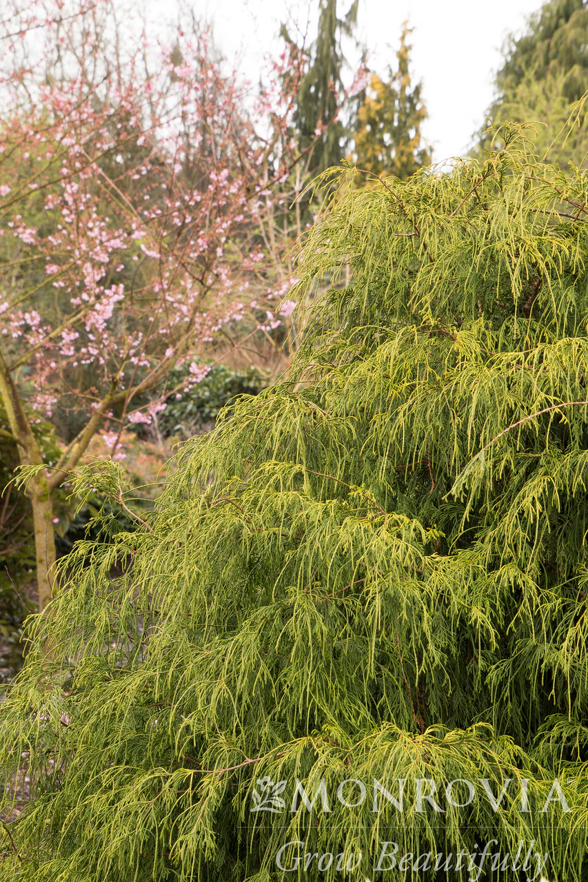 Golden Charm Thread-Branch Cypress - Monrovia - Image 3
