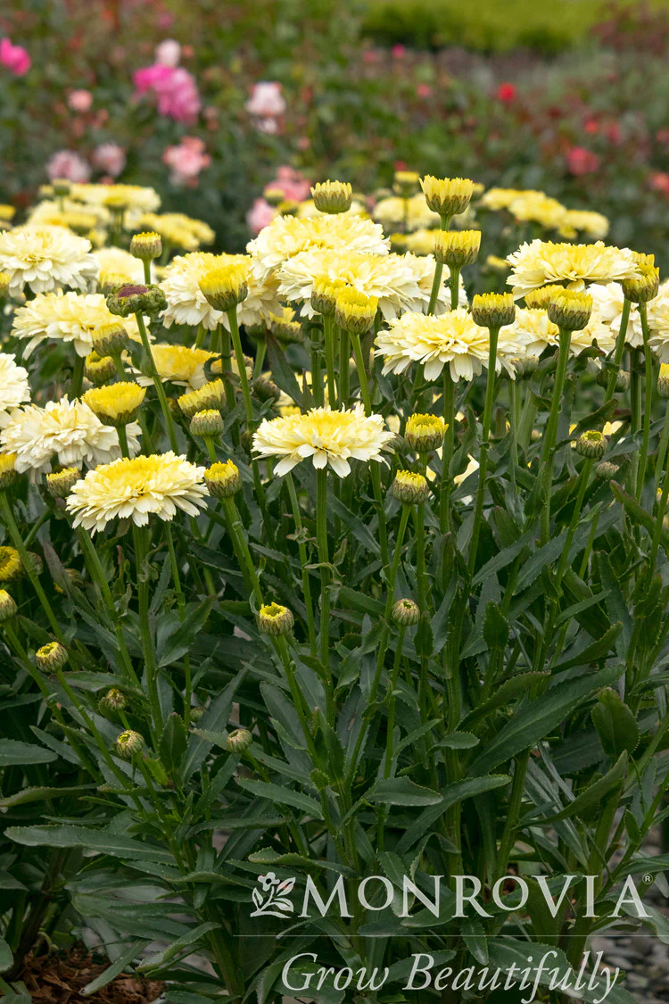 Lemon Puff™ Shasta Daisy - Monrovia - Image 2