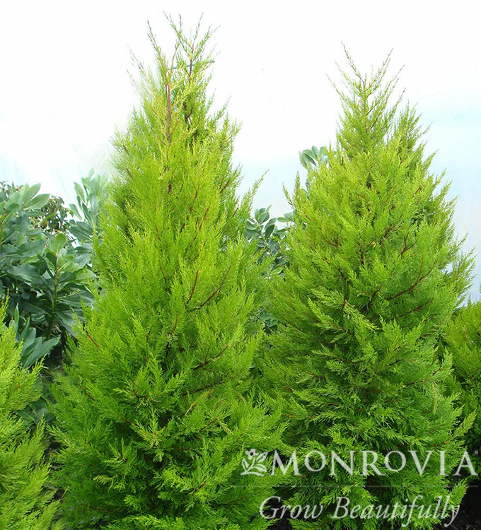 Donard Gold Monterey Cypress - Monrovia