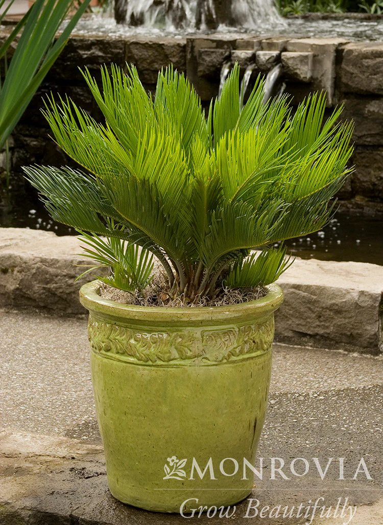 Sago Palm - Monrovia