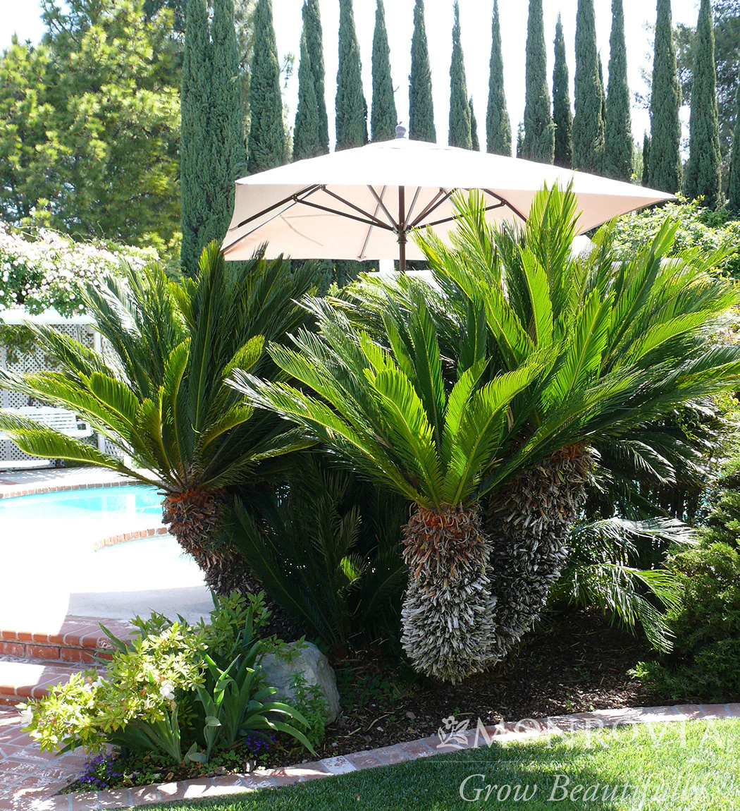 Sago Palm - Monrovia - Image 2