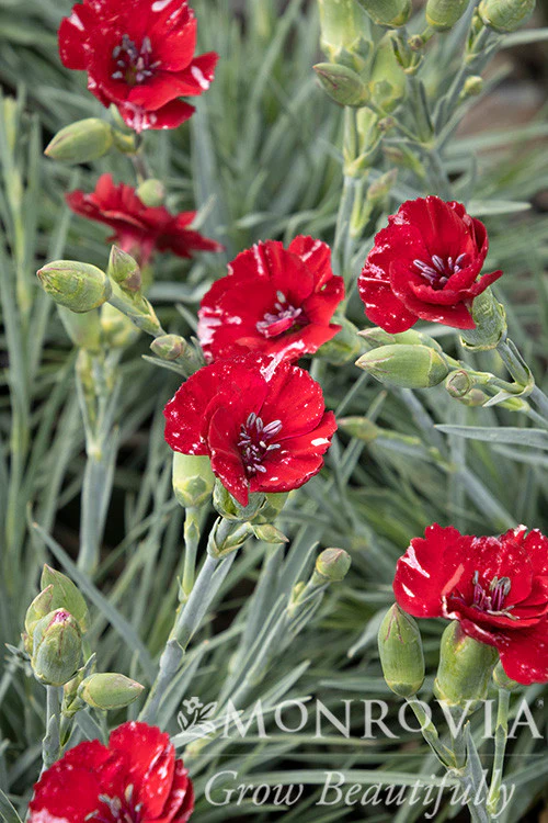American Pie™ Cherry Pie Dianthus - Monrovia