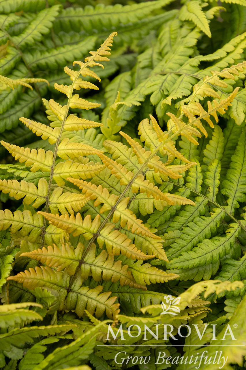 Jurassic Gold Wood Fern - Monrovia - Image 2